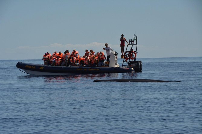 Azores Whale Watching Tour – Ponta Delgada - How much time is spent at sea