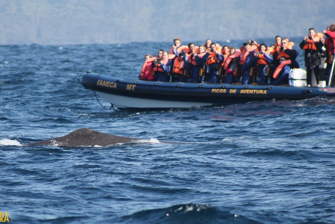 Azores Whale Watching Tour – Ponta Delgada - Families, seasickness, and what to bring