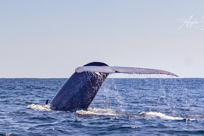 Azores Whale Watching Tour – Ponta Delgada - Choosing between the speedboat and catamaran