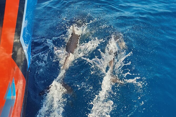 Benagil Caves and Dolphin Watching - 2.5h - From Albufeira Marina to the open sea