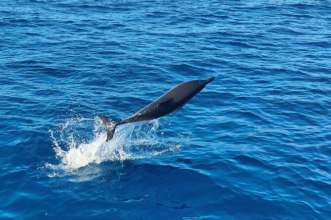 Benagil Caves and Dolphin Watching - 2.5h - Comfort, motion, and what to wear