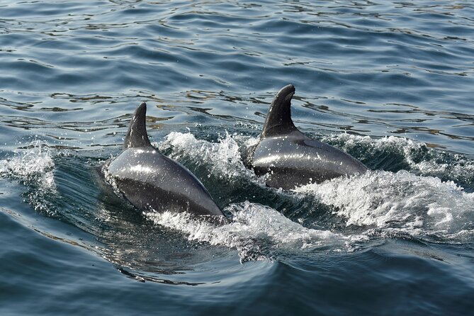 Benagil Caves and Dolphin Watching - 2.5h - Booking, timing, and cancellation details