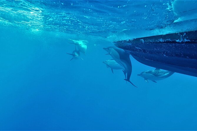 Benagil Caves Visit with Dolphins Watching from Albufeira - Searching for dolphins in the open sea