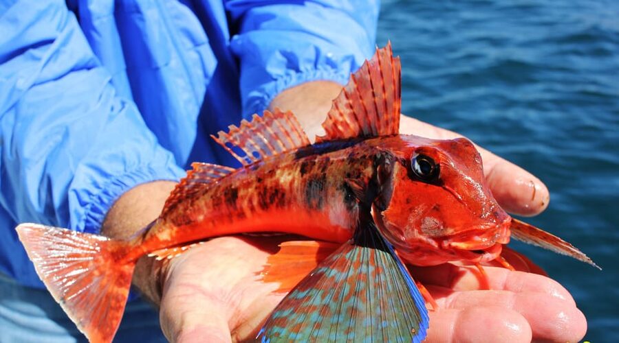 Bottom Fishing Lagos - What to bring and what not to expect