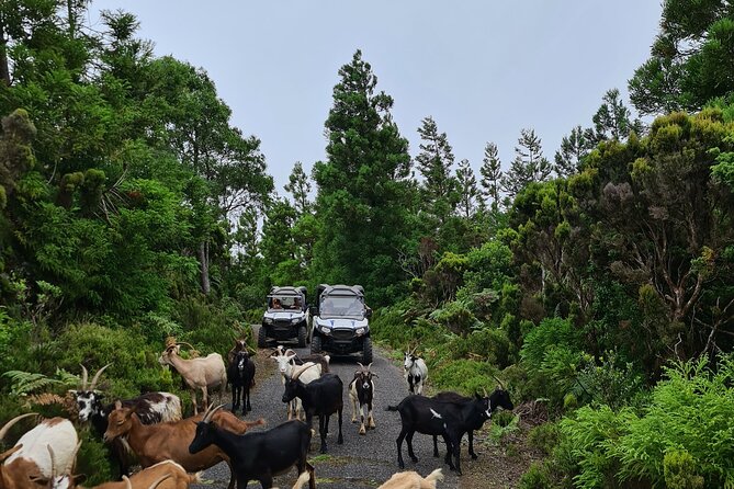 BUGGY TOUR - West / Center of the island (off-road) - Forest tracks, cobblestones, and red dust