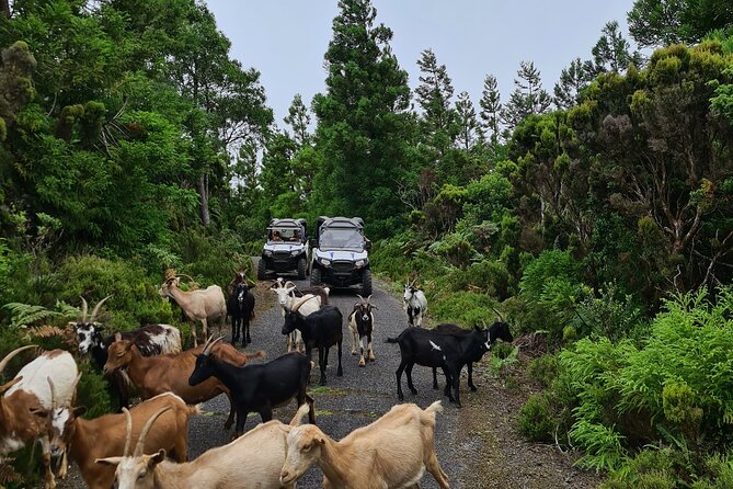 BUGGY TOUR - West / Center of the island (off-road) - Is $102.84 per person good value?