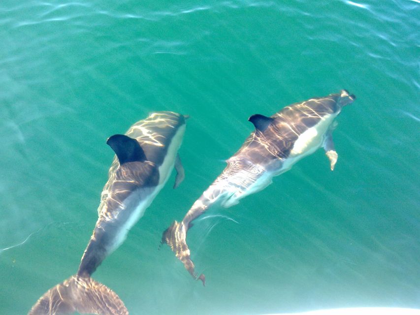 Cabanas de Tavira: Dolphin Watching Boat Tour - Key points to know before you book