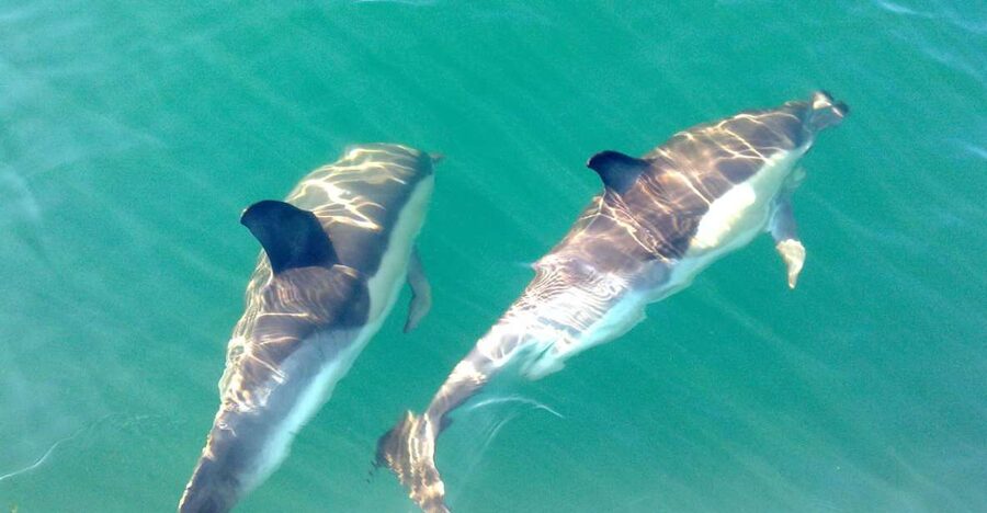 Cabanas de Tavira: Dolphin Watching Boat Tour - The Ria Formosa and the open sea