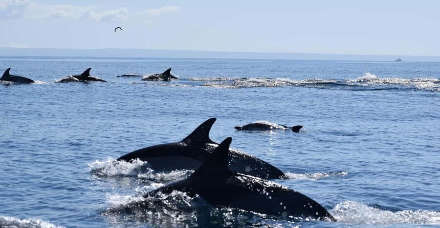 Cascais: Dolphin Watching Speedboat Tour - Key points to know before you book