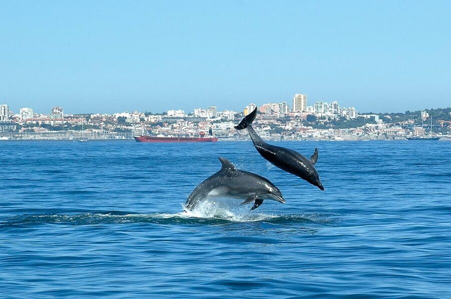 Cascais: Dolphin Watching Speedboat Tour - Should you book the Cascais dolphin tour?