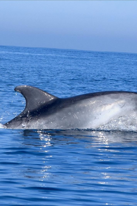 Cascais: Dolphin Watching Speedboat Tour - A fast start from Cascais Marina