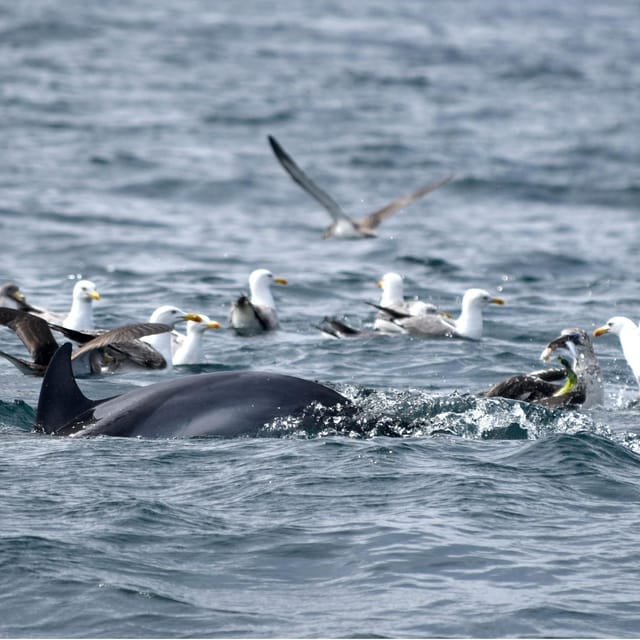 Cascais: Dolphin Watching Speedboat Tour - The wildlife stop can last a full hour