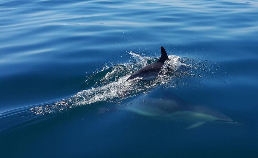 Cascais: Dolphin Watching Speedboat Tour - What the guides add to the experience