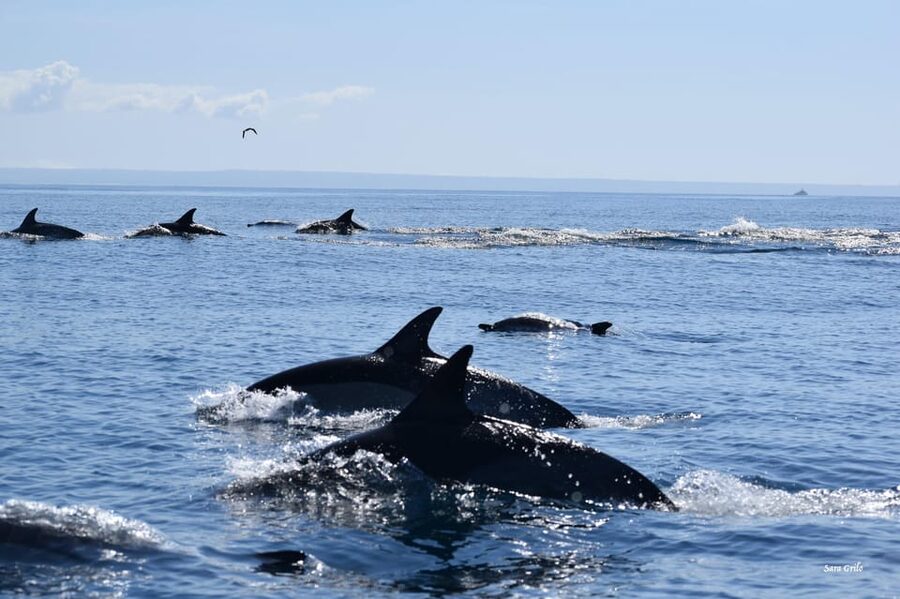 Cascais: Dolphin Watching Speedboat Tour - The boat ride, comfort, and sea conditions