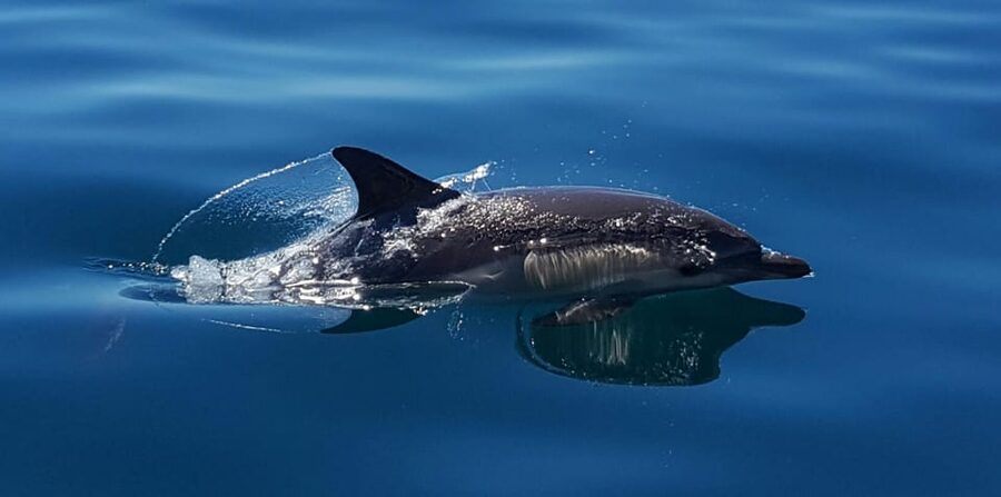 Cascais: Dolphin Watching Speedboat Tour - Price and what you receive for $76