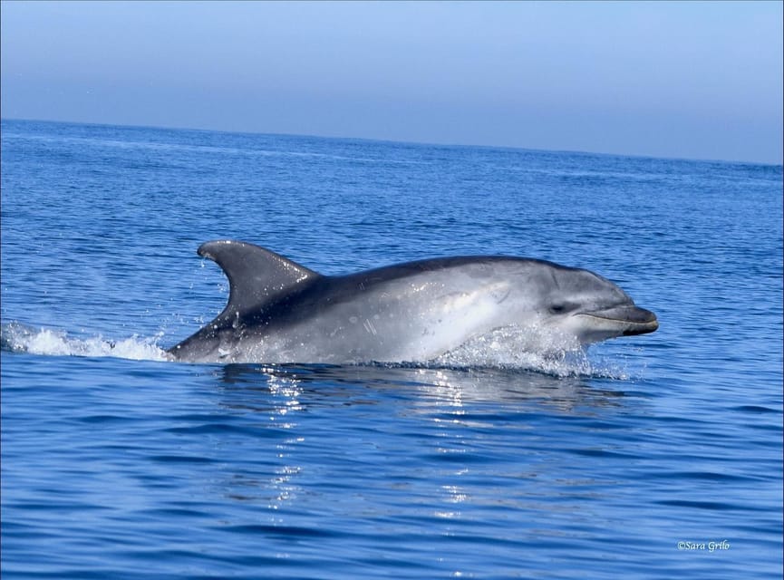 Cascais: Dolphin Watching Speedboat Tour - Who will enjoy this trip most