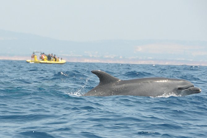 Caves and Dolphin Watching Cruise from Albufeira - Searching for dolphins offshore