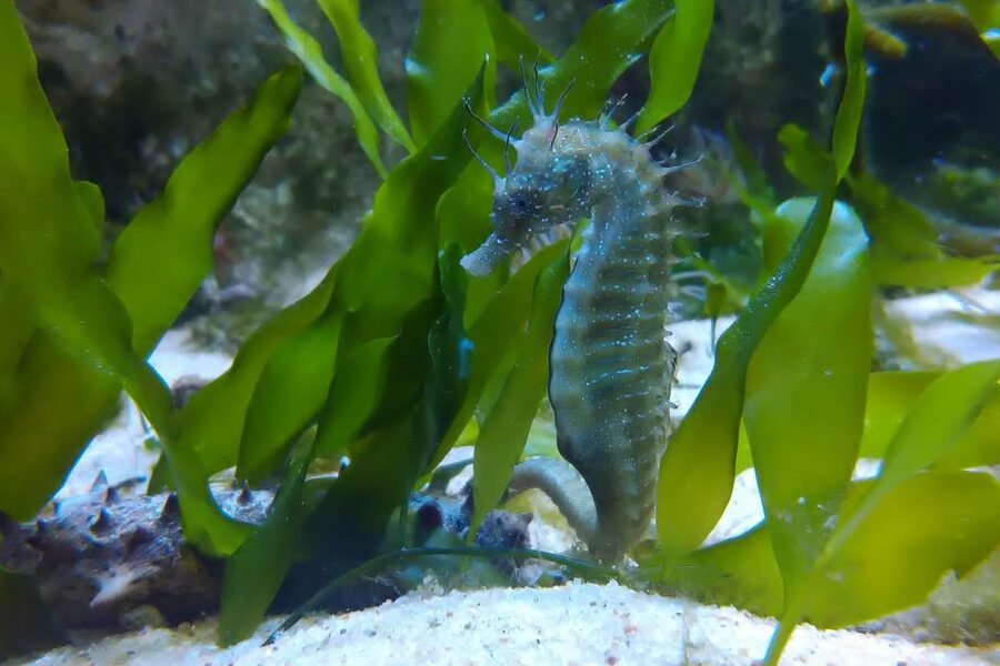 CCVAlgarve Individual Ticket - The two aquariums: tropical life and the Ria Formosa