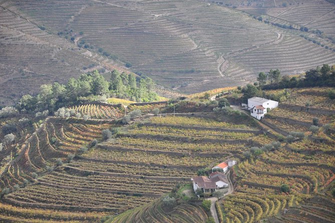 Classic Wine Tasting with GUIDED TOUR - Timing your visit in Northern Portugal