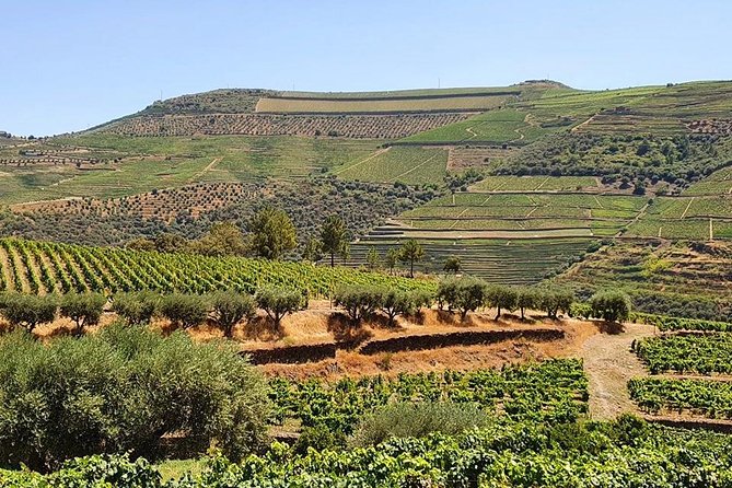 Complete Douro Valley Wine Tour with Lunch, Wine Tastings and River Cruise - Folgosa and the second estate