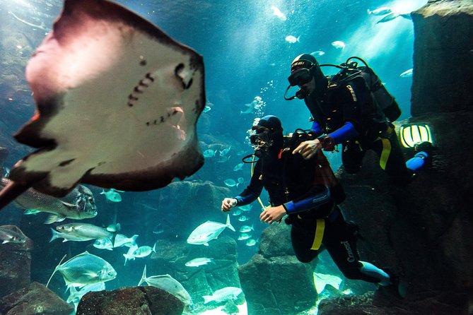 Diving in the Madeira Aquarium - Why Madeira Aquarium offers more than a standard first scuba lesson