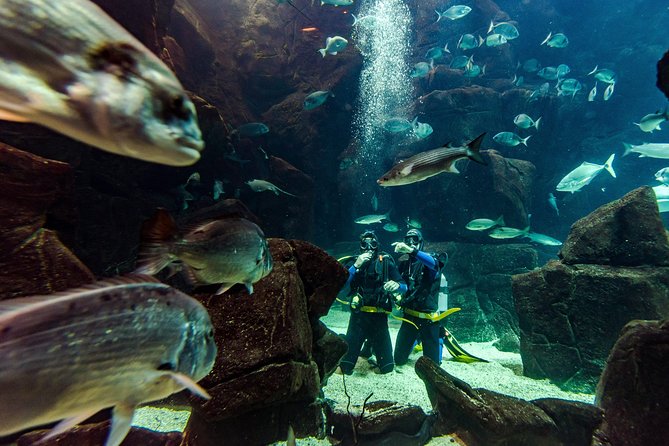 Diving in the Madeira Aquarium - What happens during the two-and-a-half-hour session