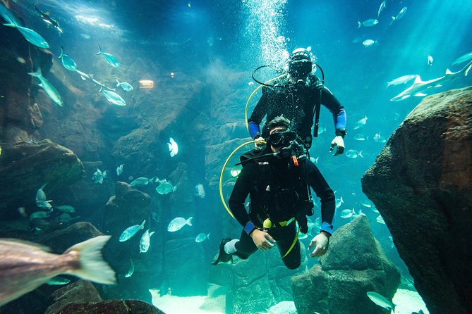 Diving in the Madeira Aquarium - A small group, with one important timing warning