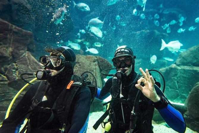 Diving in the Madeira Aquarium - Is the $163.33 price good value?