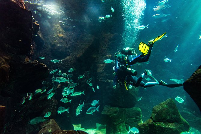 Diving in the Madeira Aquarium - Why the natural pools are an important part of the experience