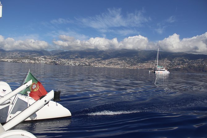 Dolphin and Whale Watching Catamaran Cruise from Funchal - Weather, sea conditions, and what to pack