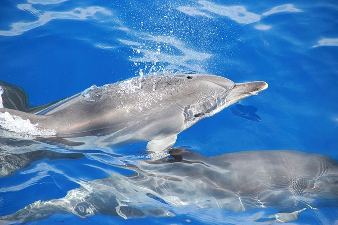 Dolphin and Whale Watching Catamaran Cruise from Funchal - Is $48.27 a fair price?