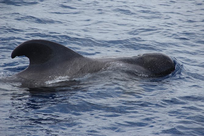 Dolphin and Whale Watching Catamaran Cruise from Funchal - Who should book this cruise?