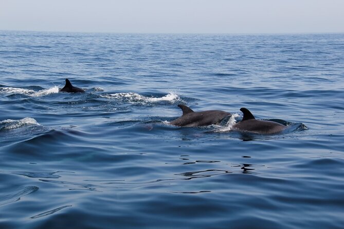 Dolphin and Whale Watching in Lagos - A 90-minute search for wild dolphins