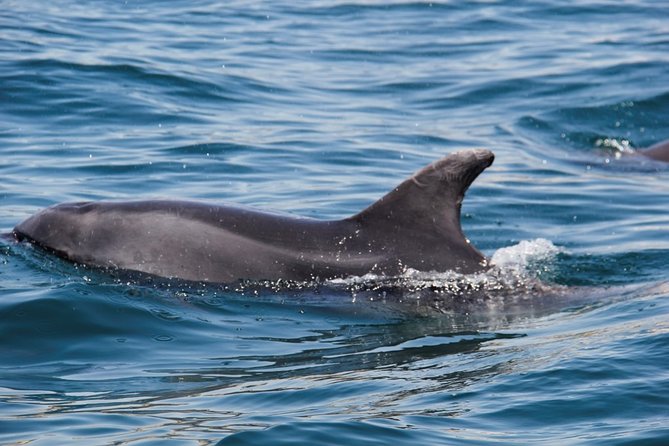 Dolphin and Whale Watching in Lagos - What the wildlife search feels like