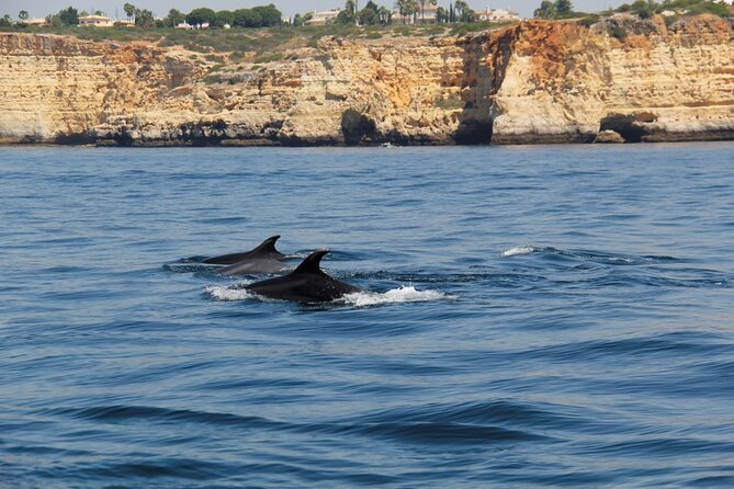 Dolphin and Whale Watching in Lagos - Is the 18-person limit worth it?