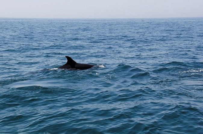 Dolphin and Whale Watching in Lagos - Who will enjoy this trip most?