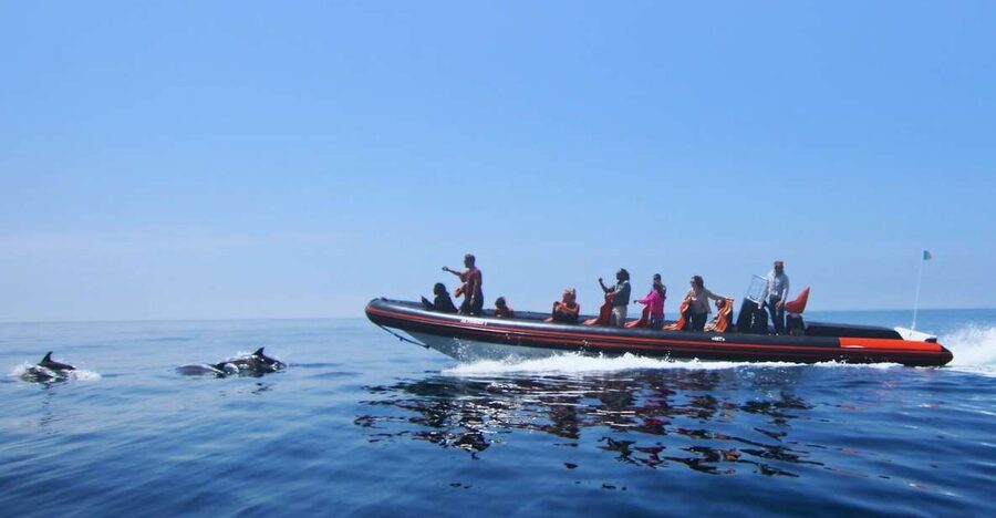 Dolphin Safari and Cave Tour in Vilamoura - Key Points