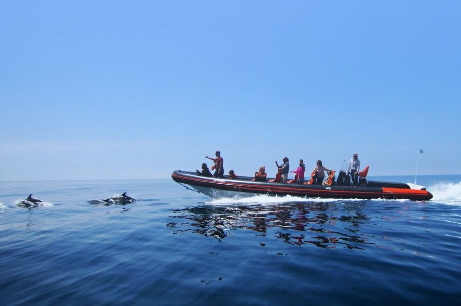 Dolphin Safari and Cave Tour in Vilamoura - A Fast Ride Along the Southern Algarve