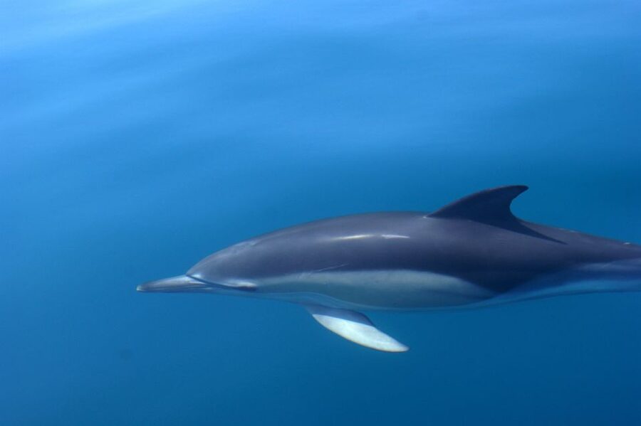 Dolphin Safari and Cave Tour in Vilamoura - Caves, Rock Formations, and the Benagil Coast