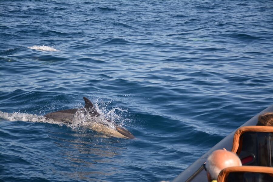 Dolphin Safari and Cave Tour in Vilamoura - Should You Book the Dolphin Safari and Cave Tour?