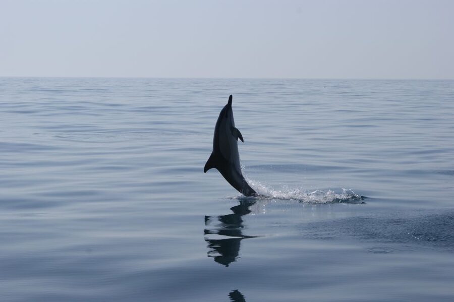 Dolphin Safari and Cave Tour in Vilamoura - The Vilamoura Marina Departure