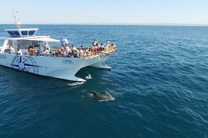 Dolphin Search - Dolphin Quest - The Boat Ride Out to Sea