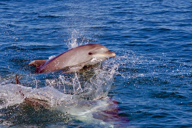 Dolphin Search - Dolphin Quest - A Family-Friendly Excursion With Some Limits