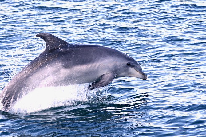 Dolphin Search - Dolphin Quest - Is $47.21 Good Value?