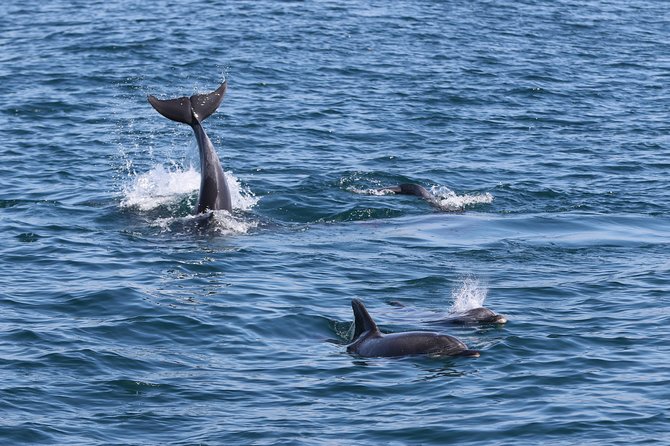 Dolphin Search - Dolphin Quest - Booking Timing, Weather, and Cancellation