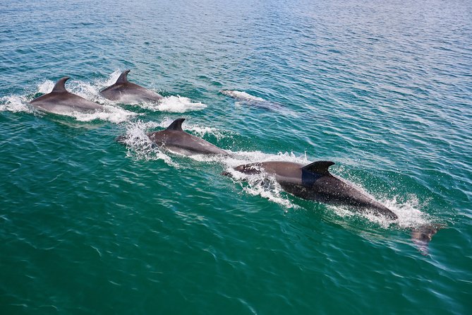 Dolphin Search - Dolphin Quest - Who Will Enjoy This Dolphin Search?