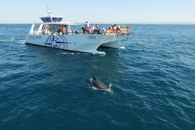 Dolphin Search - Dolphin Quest - Practical Tips for a Better Trip