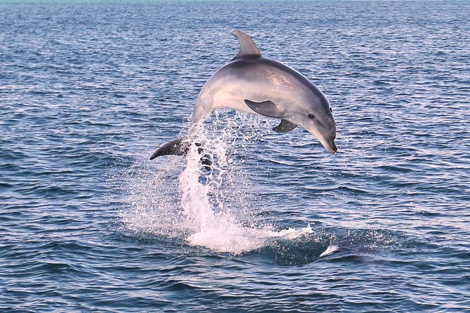 Dolphin Search - Dolphin Quest - Searching the Algarve Coast for Dolphins