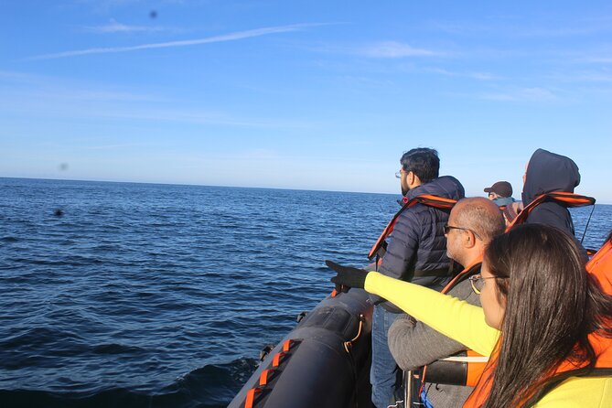 Dolphin Watching + 2 Islands Tour - From Faro - What dolphin watching is really like