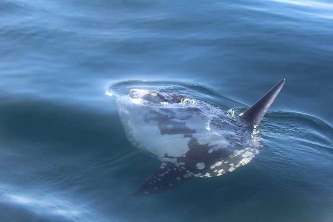 Dolphin Watching + 2 Islands Tour - From Faro - Ilha Deserta and the swimming stop
